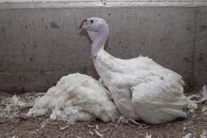 Australian turkey farming - Close to slaughter weight - Captured at Ingham Turkey Farm, Marulan NSW Australia.