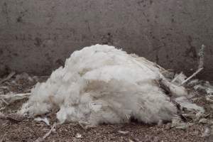 Australian turkey farming - Close to slaughter weight - Captured at Ingham Turkey Farm, Marulan NSW Australia.