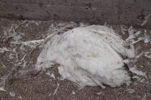 Australian turkey farming - Close to slaughter weight - Captured at Ingham Turkey Farm, Marulan NSW Australia.