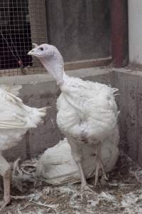 Australian turkey farming - Close to slaughter weight - Captured at Ingham Turkey Farm, Marulan NSW Australia.