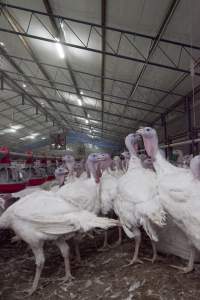 Australian turkey farming - Close to slaughter weight - Captured at Ingham Turkey Farm, Marulan NSW Australia.