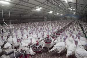 Australian turkey farming - Close to slaughter weight - Captured at Ingham Turkey Farm, Marulan NSW Australia.