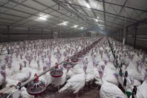 Australian turkey farming - Close to slaughter weight - Captured at Ingham Turkey Farm, Marulan NSW Australia.