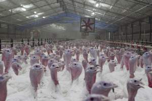 Australian turkey farming - Close to slaughter weight - Captured at Ingham Turkey Farm, Marulan NSW Australia.