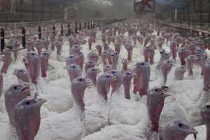 Australian turkey farming - Close to slaughter weight - Captured at Ingham Turkey Farm, Marulan NSW Australia.