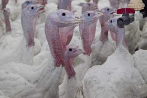 Australian turkey farming - Close to slaughter weight - Captured at Ingham Turkey Farm, Marulan NSW Australia.