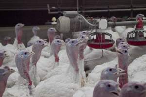 Australian turkey farming - Close to slaughter weight - Captured at Ingham Turkey Farm, Marulan NSW Australia.