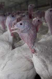 Australian turkey farming - Close to slaughter weight - Captured at Ingham Turkey Farm, Marulan NSW Australia.