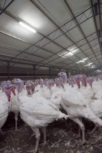 Australian turkey farming - Close to slaughter weight - Captured at Ingham Turkey Farm, Marulan NSW Australia.