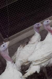 Australian turkey farming - Close to slaughter weight - Captured at Ingham Turkey Farm, Marulan NSW Australia.