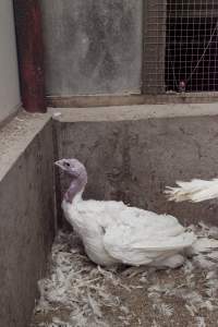 Australian turkey farming - Close to slaughter weight - Captured at Ingham Turkey Farm, Marulan NSW Australia.