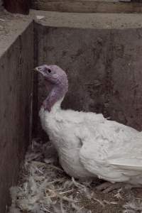 Australian turkey farming - Close to slaughter weight - Captured at Ingham Turkey Farm, Marulan NSW Australia.