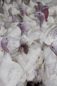 Australian turkey farming, 2012