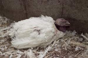 Australian turkey farming - Close to slaughter weight - Captured at Ingham Turkey Farm, Marulan NSW Australia.