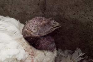 Australian turkey farming - Close to slaughter weight - Captured at Ingham Turkey Farm, Marulan NSW Australia.