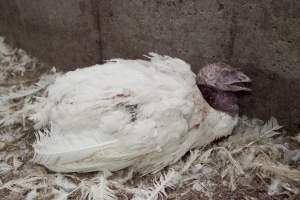 Australian turkey farming - Close to slaughter weight - Captured at Ingham Turkey Farm, Marulan NSW Australia.