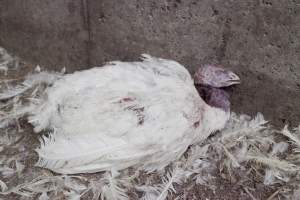 Australian turkey farming - Close to slaughter weight - Captured at Ingham Turkey Farm, Marulan NSW Australia.