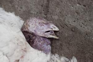 Australian turkey farming - Close to slaughter weight - Captured at Ingham Turkey Farm, Marulan NSW Australia.