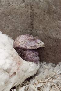 Australian turkey farming, 2012