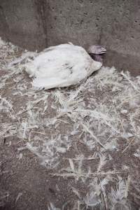 Australian turkey farming - Close to slaughter weight - Captured at Ingham Turkey Farm, Marulan NSW Australia.