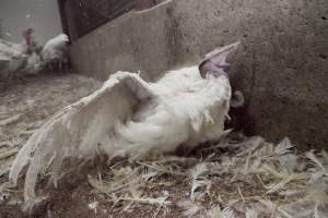 Wings spread - Close to slaughter weight - Captured at Ingham Turkey Farm, Marulan NSW Australia.