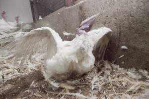 Wings spread - Close to slaughter weight - Captured at Ingham Turkey Farm, Marulan NSW Australia.