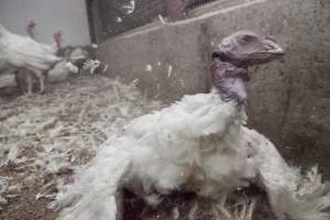 Australian turkey farming - Close to slaughter weight - Captured at Ingham Turkey Farm, Marulan NSW Australia.