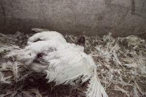 Australian turkey farming - Close to slaughter weight - Captured at Ingham Turkey Farm, Marulan NSW Australia.