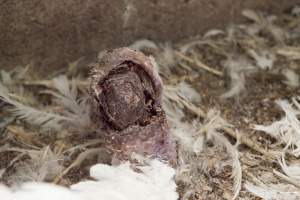 Australian turkey farming - Close to slaughter weight - Captured at Ingham Turkey Farm, Marulan NSW Australia.