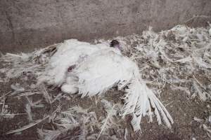 Australian turkey farming - Close to slaughter weight - Captured at Ingham Turkey Farm, Marulan NSW Australia.