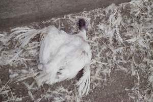 Australian turkey farming - Close to slaughter weight - Captured at Ingham Turkey Farm, Marulan NSW Australia.