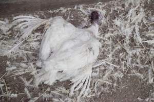 Australian turkey farming - Close to slaughter weight - Captured at Ingham Turkey Farm, Marulan NSW Australia.