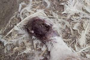 Australian turkey farming - Close to slaughter weight - Captured at Ingham Turkey Farm, Marulan NSW Australia.