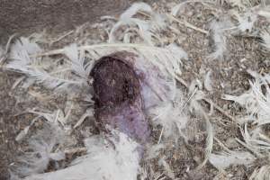 Australian turkey farming - Close to slaughter weight - Captured at Ingham Turkey Farm, Marulan NSW Australia.