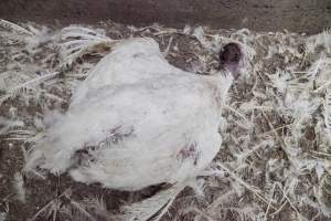 Australian turkey farming - Close to slaughter weight - Captured at Ingham Turkey Farm, Marulan NSW Australia.