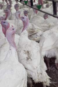 Australian turkey farming - Close to slaughter weight - Captured at Ingham Turkey Farm, Marulan NSW Australia.