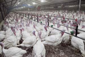 Australian turkey farming - Close to slaughter weight - Captured at Ingham Turkey Farm, Marulan NSW Australia.