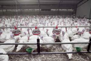 Australian turkey farming - Close to slaughter weight - Captured at Ingham Turkey Farm, Marulan NSW Australia.