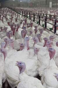 Australian turkey farming - Close to slaughter weight - Captured at Ingham Turkey Farm, Marulan NSW Australia.