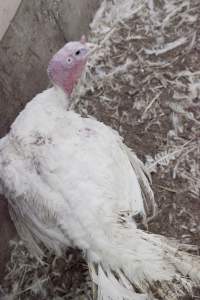 Australian turkey farming, 2012