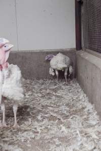 Australian turkey farming - Close to slaughter weight - Captured at Ingham Turkey Farm, Marulan NSW Australia.