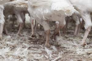 Australian turkey farming - Close to slaughter weight - Captured at Ingham Turkey Farm, Marulan NSW Australia.