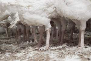 Australian turkey farming - Close to slaughter weight - Captured at Ingham Turkey Farm, Marulan NSW Australia.