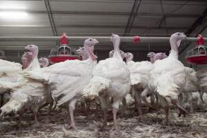 Australian turkey farming - Close to slaughter weight - Captured at Ingham Turkey Farm, Marulan NSW Australia.