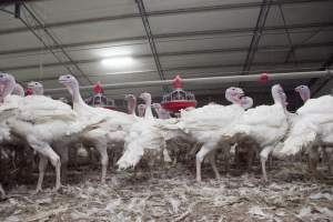 Australian turkey farming - Close to slaughter weight - Captured at Ingham Turkey Farm, Marulan NSW Australia.