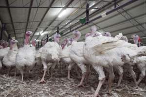 Australian turkey farming - Close to slaughter weight - Captured at Ingham Turkey Farm, Marulan NSW Australia.