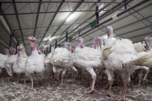 Australian turkey farming - Close to slaughter weight - Captured at Ingham Turkey Farm, Marulan NSW Australia.