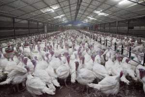 Australian turkey farming - Close to slaughter weight - Captured at Ingham Turkey Farm, Marulan NSW Australia.