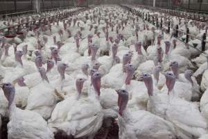 Australian turkey farming - Close to slaughter weight - Captured at Ingham Turkey Farm, Marulan NSW Australia.