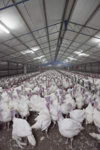 Australian turkey farming - Close to slaughter weight - Captured at Ingham Turkey Farm, Marulan NSW Australia.